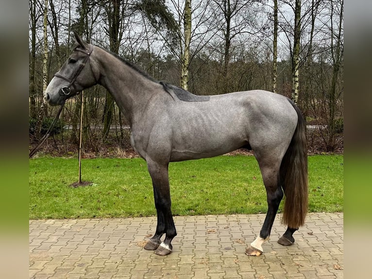 KWPN Castrone 4 Anni 172 cm Grigio in Holten