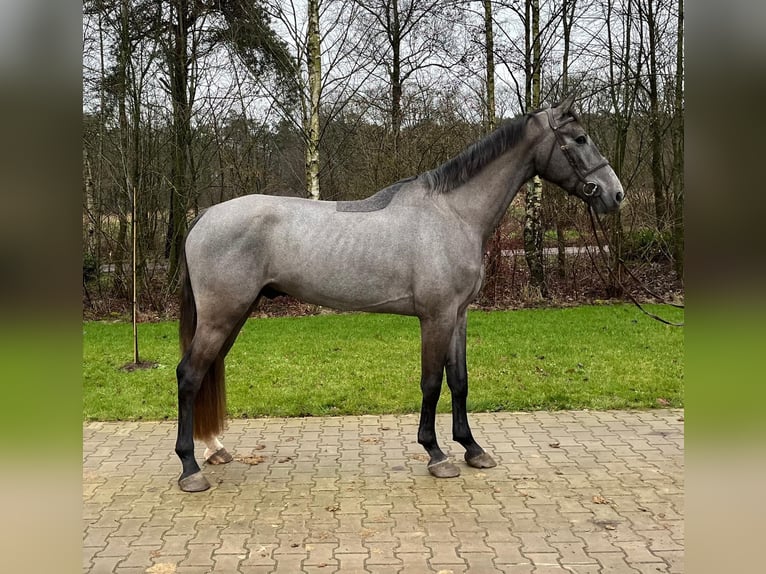 KWPN Castrone 4 Anni 172 cm Grigio in Holten