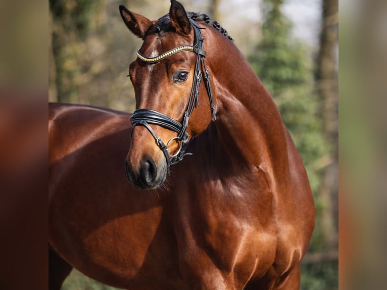 KWPN Castrone 4 Anni 173 cm Baio in Maartensdijk
