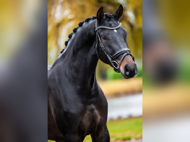 KWPN Castrone 4 Anni 173 cm Baio scuro in Weert