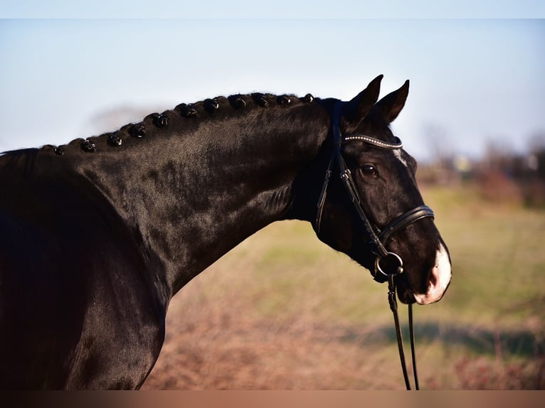 KWPN Castrone 4 Anni 173 cm Morello in Ujszász