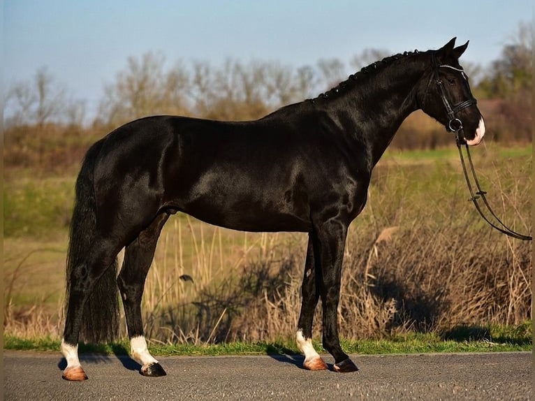 KWPN Castrone 4 Anni 173 cm Morello in Ujszász