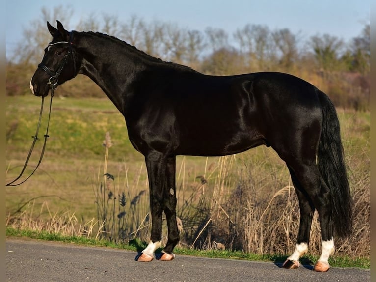 KWPN Castrone 4 Anni 173 cm Morello in Ujszász
