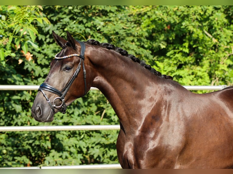 KWPN Castrone 4 Anni 173 cm Morello in Lienen