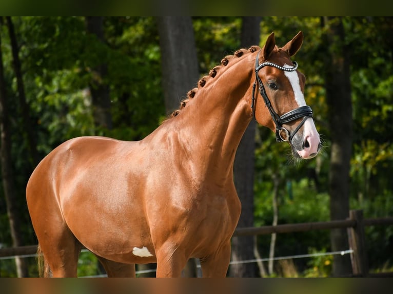 KWPN Castrone 4 Anni 173 cm Sauro in Loon op Zand