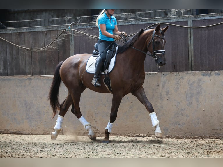 KWPN Castrone 4 Anni 173 cm Sauro scuro in Elim