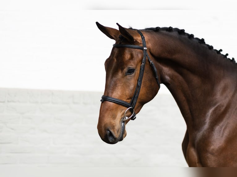 KWPN Castrone 4 Anni 174 cm  in WK Heerde