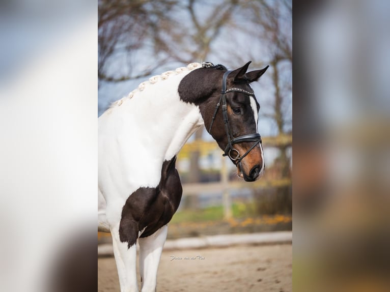 KWPN Castrone 4 Anni 174 cm Tobiano-tutti i colori in Poeldijk