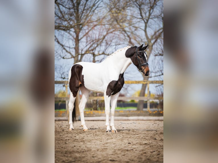 KWPN Castrone 4 Anni 174 cm Tobiano-tutti i colori in Poeldijk