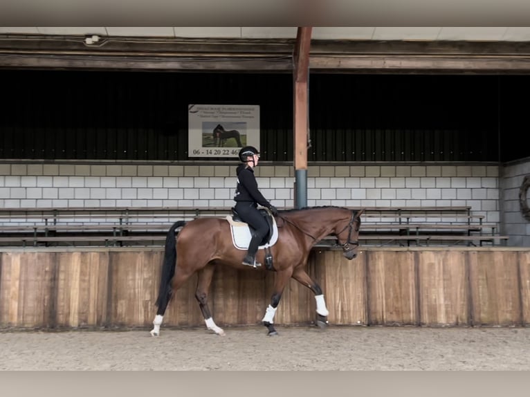 KWPN Castrone 4 Anni 175 cm Baio in Oud Gastel