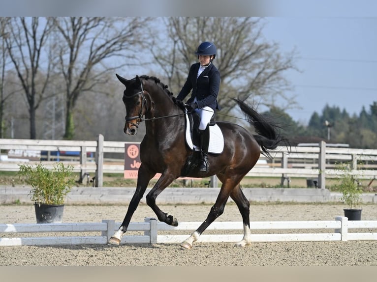 KWPN Castrone 4 Anni 175 cm Baio scuro in Mérignies
