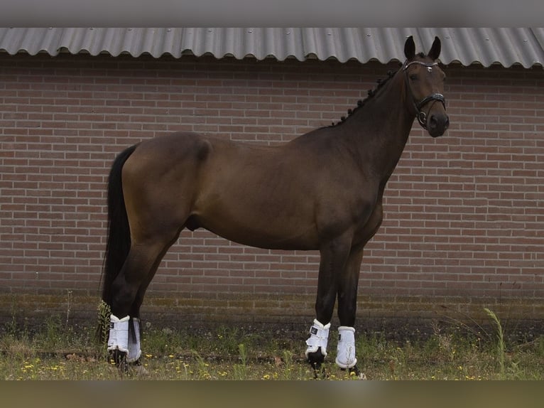 KWPN Castrone 4 Anni 175 cm Baio scuro in Nistelrode