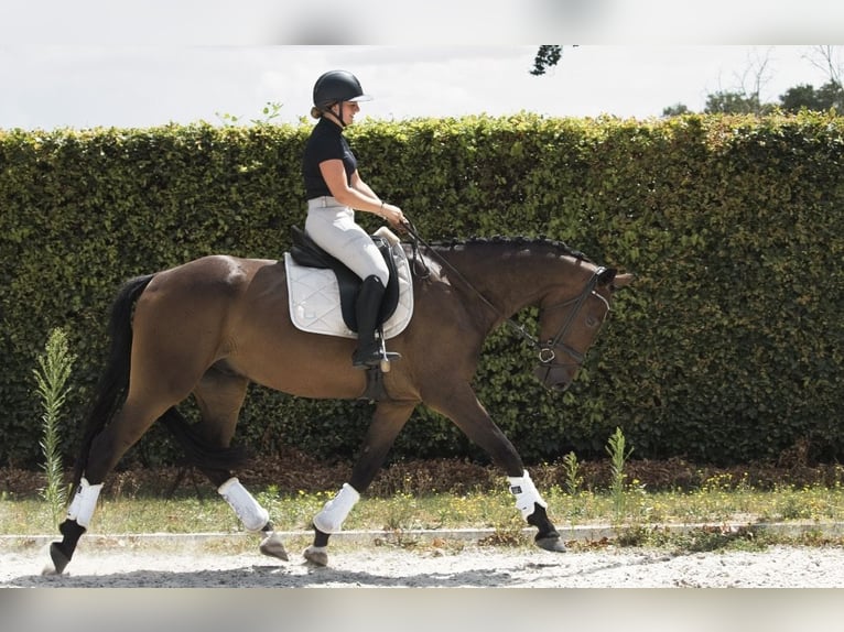 KWPN Castrone 4 Anni 175 cm Baio scuro in Nistelrode