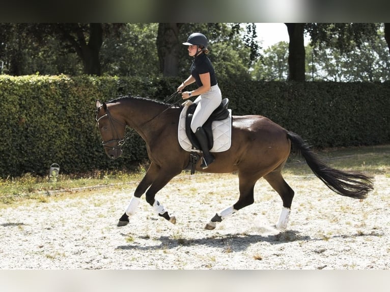 KWPN Castrone 4 Anni 175 cm Baio scuro in Nistelrode