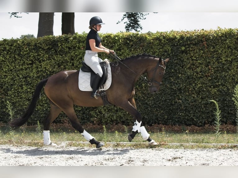 KWPN Castrone 4 Anni 175 cm Baio scuro in Nistelrode