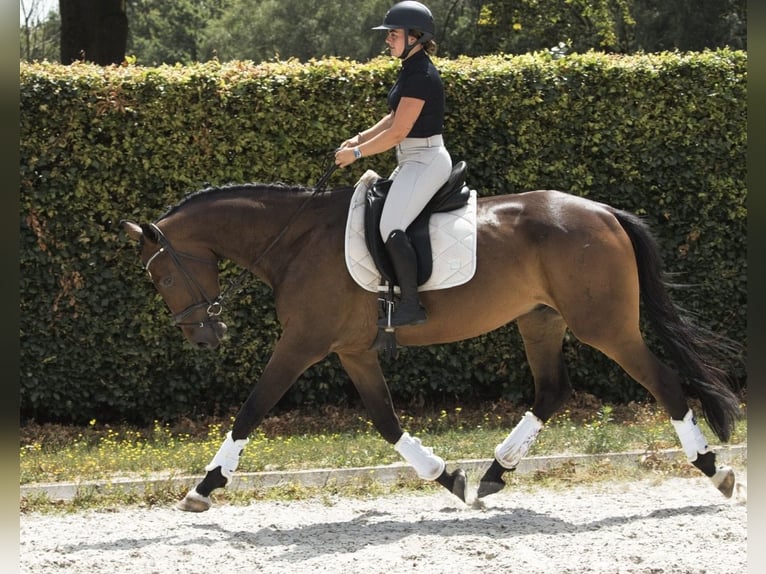 KWPN Castrone 4 Anni 175 cm Baio scuro in Nistelrode