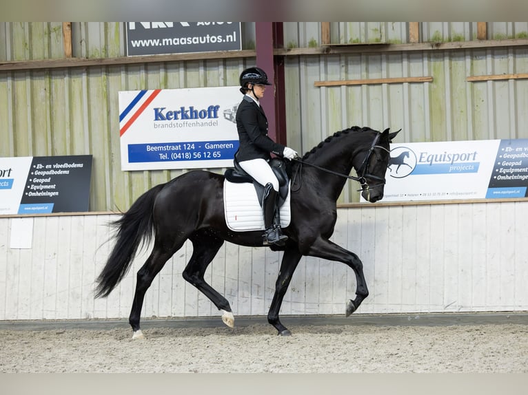 KWPN Castrone 4 Anni 175 cm Morello in Boven-Leeuwen