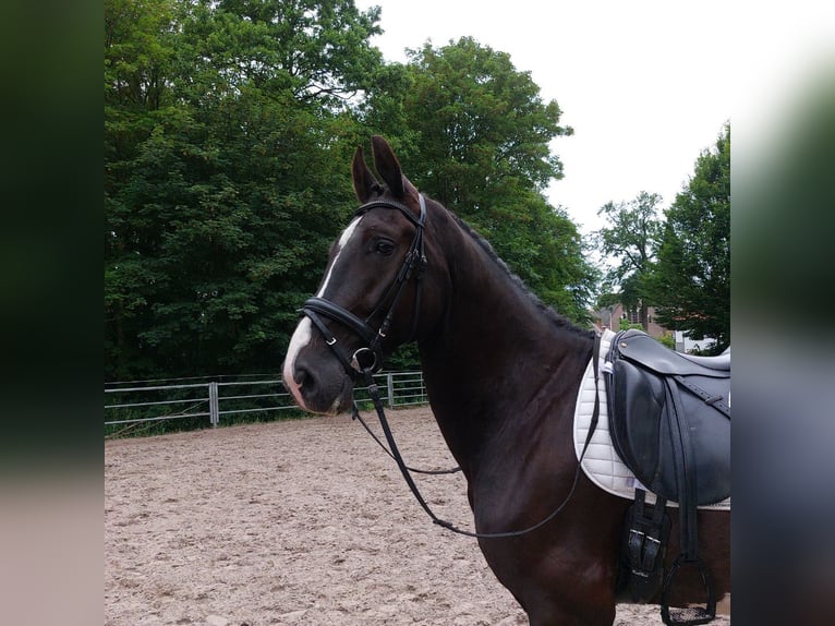 KWPN Castrone 4 Anni 175 cm Morello in Doornspijk