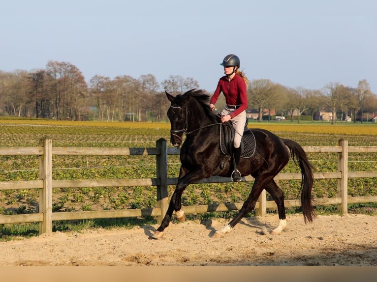 KWPN Castrone 4 Anni 175 cm Morello in Diessen