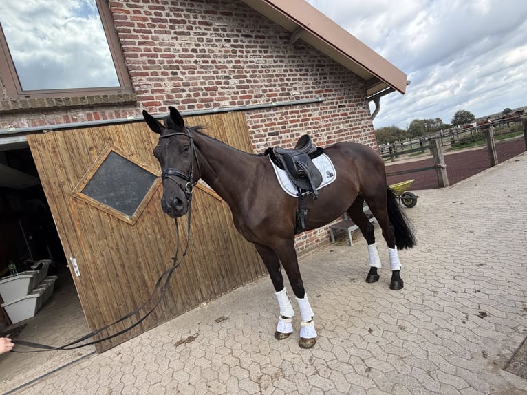 KWPN Castrone 4 Anni 175 cm Morello in Willich