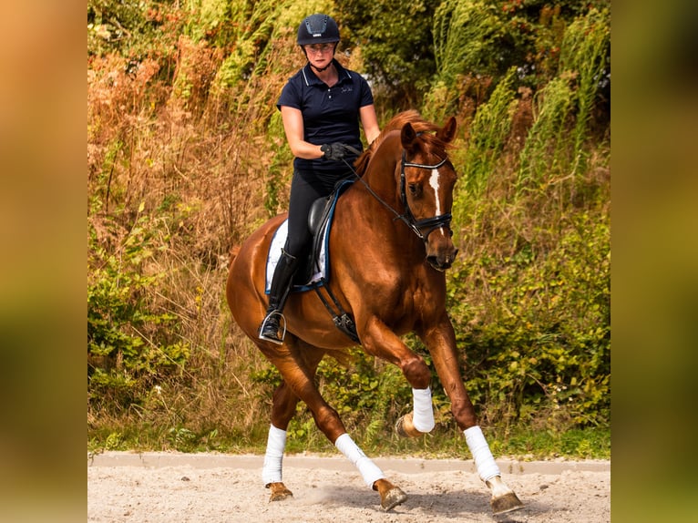 KWPN Castrone 4 Anni 175 cm Sauro in Banholt