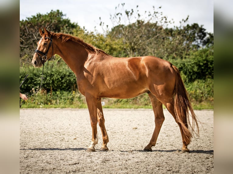 KWPN Castrone 4 Anni 175 cm Sauro in Banholt