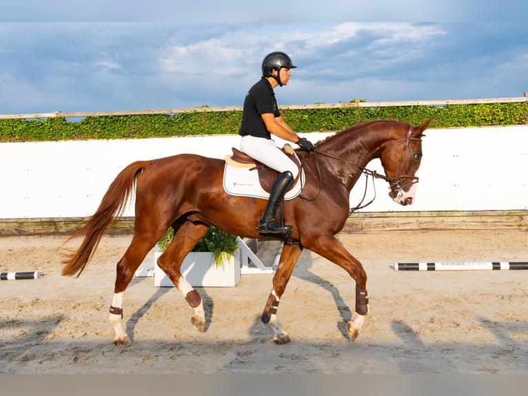 KWPN Castrone 4 Anni 175 cm Sauro in Waddinxveen