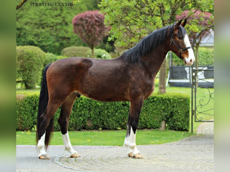 KWPN Castrone 4 Anni 176 cm Baio in Trnovska vas