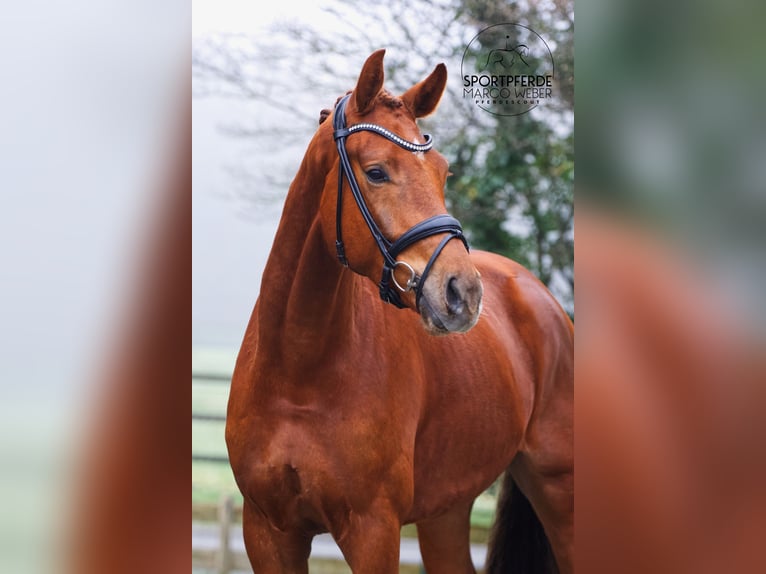 KWPN Castrone 4 Anni 177 cm Sauro in Rastede