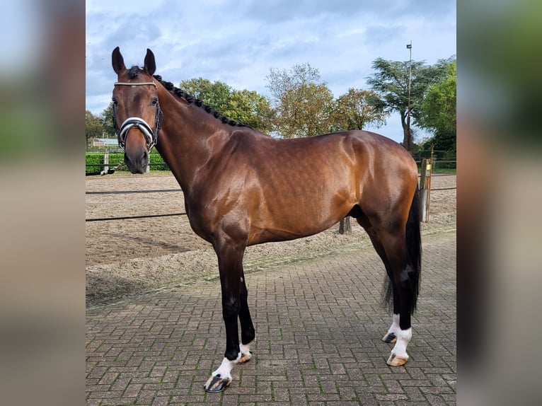 KWPN Castrone 4 Anni 178 cm Baio in Heukelom