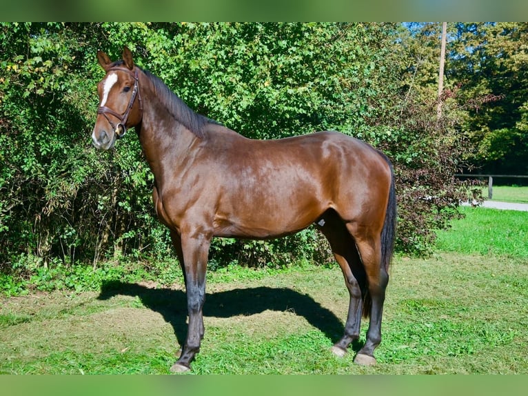 KWPN Castrone 4 Anni 178 cm Baio in Ljubljana