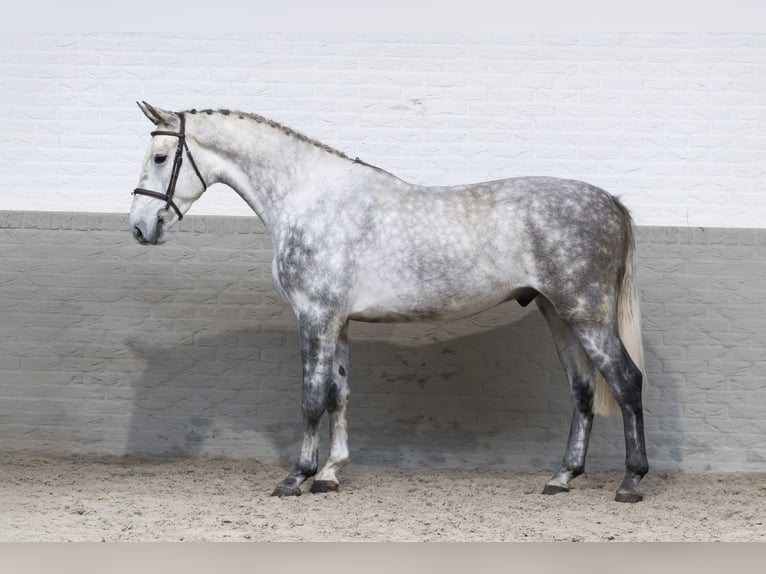 KWPN Castrone 4 Anni 178 cm Grigio in Heerde