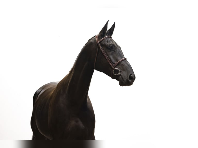 KWPN Castrone 4 Anni 178 cm Morello in Waddinxveen
