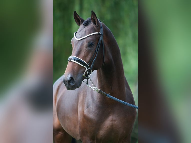 KWPN Castrone 4 Anni Baio scuro in Imola