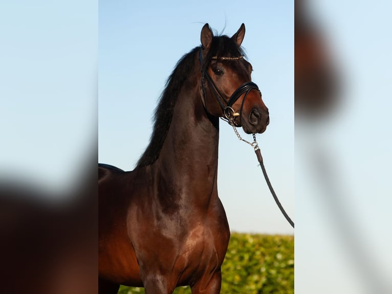 KWPN Castrone 4 Anni Baio scuro in Imola