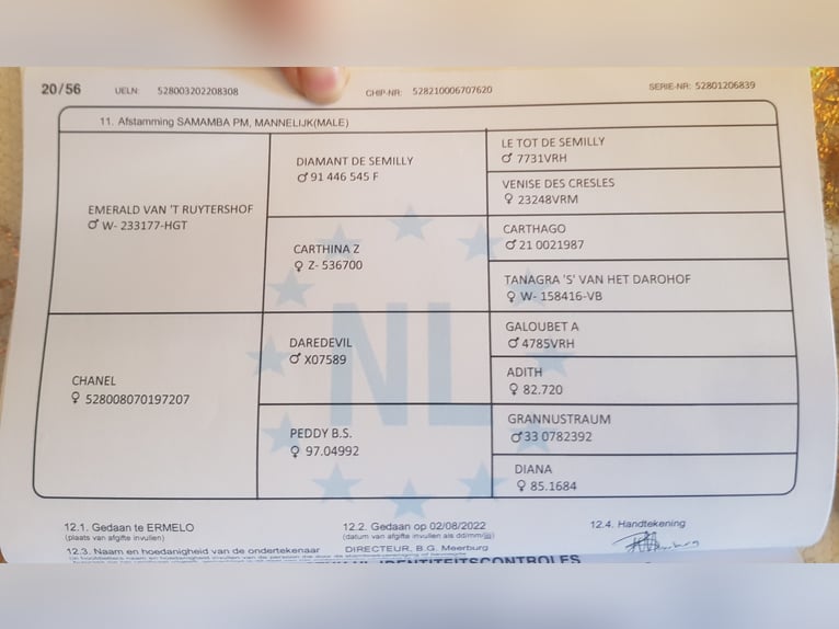 KWPN Castrone 4 Anni in Békéscsaba