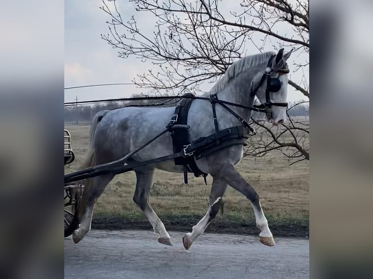 KWPN Castrone 5 Anni 158 cm Grigio in Tass