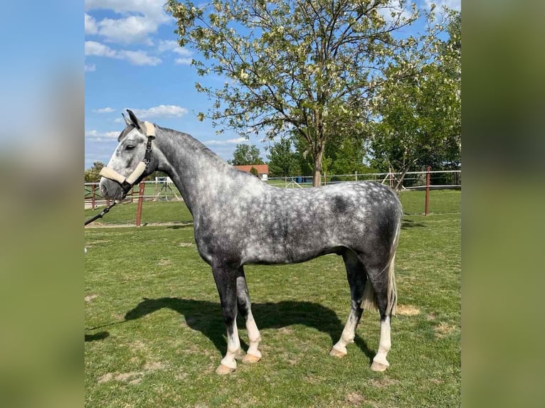 KWPN Castrone 5 Anni 158 cm Grigio in Tass