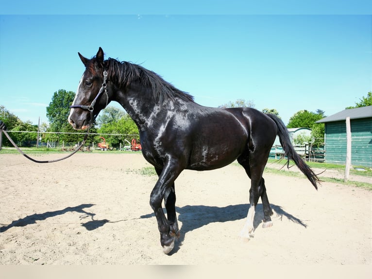 KWPN Castrone 5 Anni 160 cm Morello in Budapest