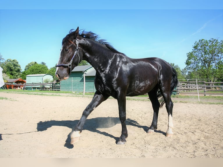 KWPN Castrone 5 Anni 160 cm Morello in Budapest