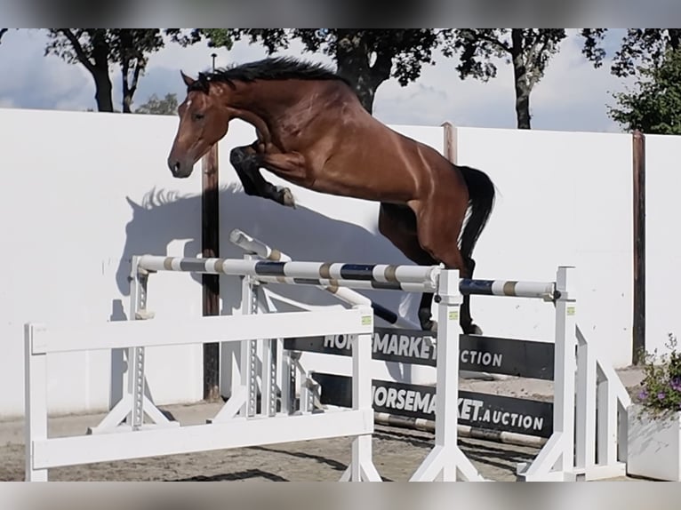 KWPN Castrone 5 Anni 163 cm Baio in Waddinxveen