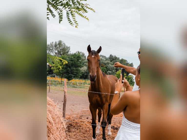 KWPN Mix Castrone 5 Anni 163 cm Baio ciliegia in Vinkovci
