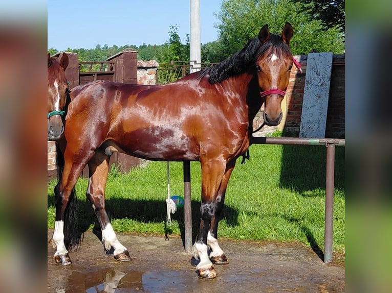 KWPN Mix Castrone 5 Anni 163 cm Baio ciliegia in Vinkovci