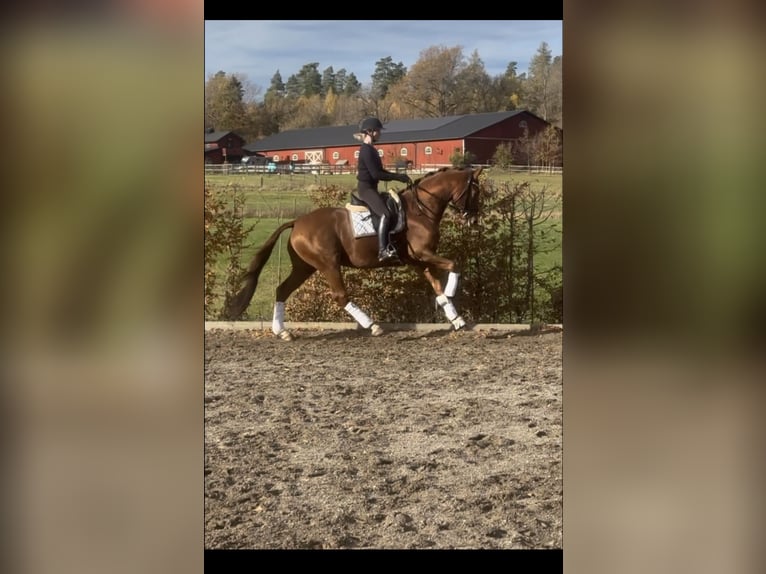 KWPN Castrone 5 Anni 163 cm Sauro scuro in Ekolsund