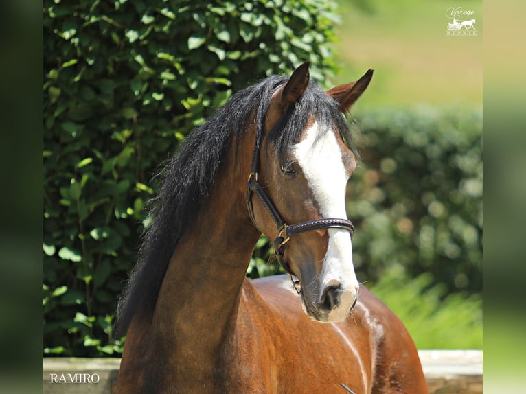 KWPN Castrone 5 Anni 164 cm Baio in Kamnik