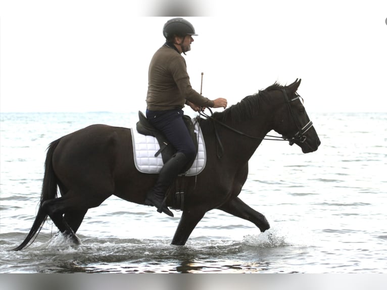 KWPN Castrone 5 Anni 164 cm Morello in Asperup