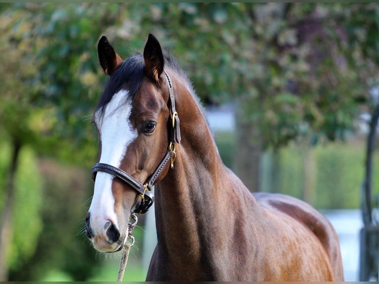 KWPN Castrone 5 Anni 165 cm Baio in Kamnik