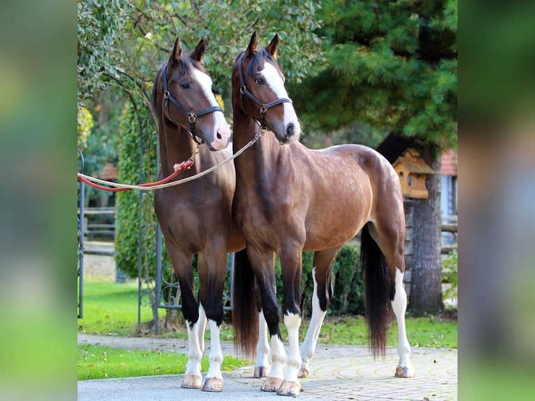 KWPN Castrone 5 Anni 165 cm Baio in Kamnik