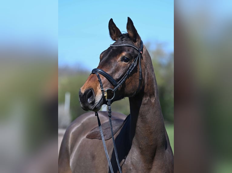 KWPN Castrone 5 Anni 165 cm Baio in Gomadingen