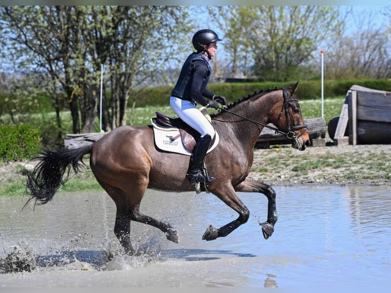 KWPN Castrone 5 Anni 165 cm Baio in Gomadingen